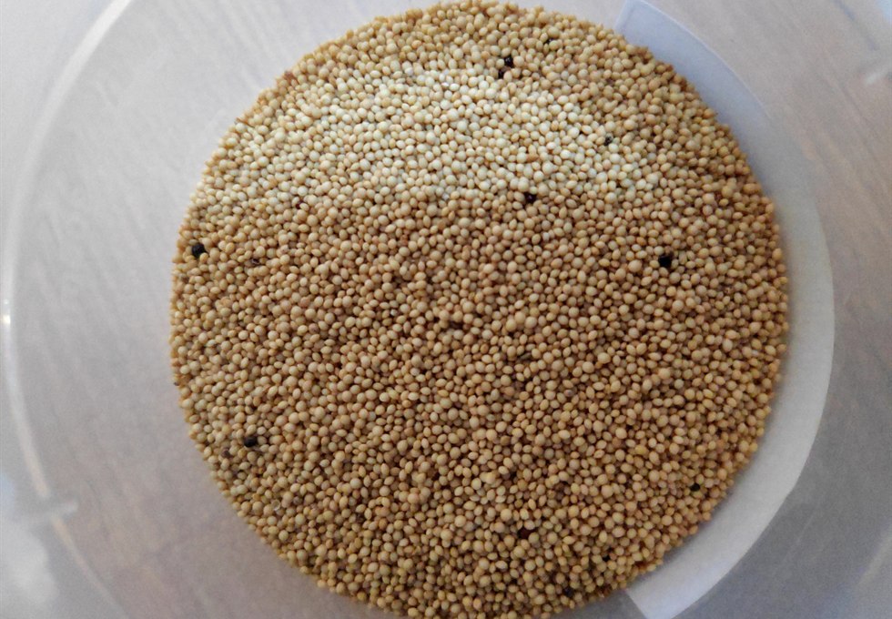 Identifiable amaranth grains for commercial documentation