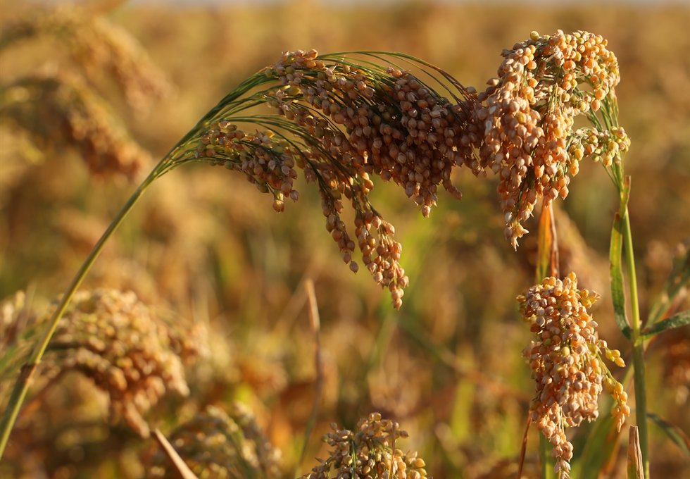 Mature proso millet panicles in the field for millet species, cleaning and lot documentation