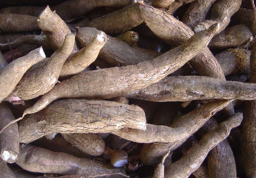 Cassava roots as raw material for cassava flour