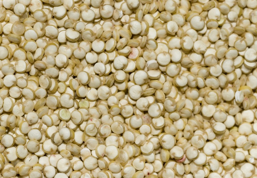 Quinoa grains as raw material for quinoa flour