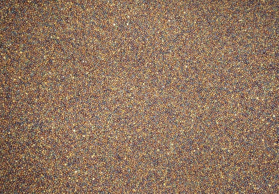 Documentary close-up of canola seeds for lot control