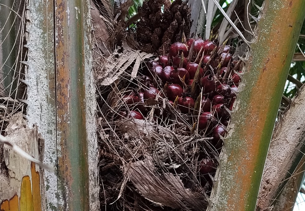 Oil palm fruit bunch showing mesocarp used for palm oil