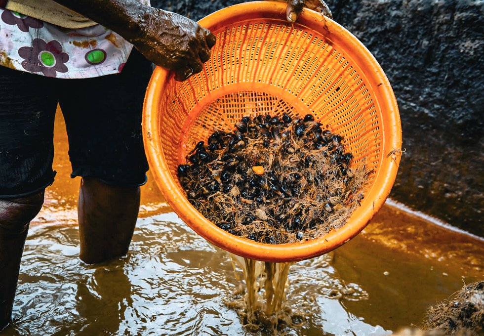 Separated palm kernels in palm kernel oil production